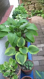 Hostasmai21 (8).webp