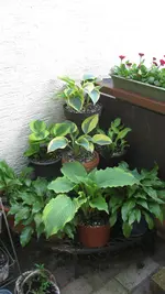 Hostasmai21 (9).webp