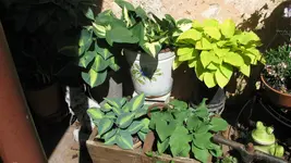 Hostasmai21 (12).webp