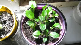 Hostasmai21 (10).webp