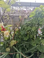 IMG_20210516_145058.jpg