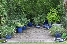 Hostaparade  1120.webp
