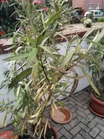 IMG_20210515_172322.webp
