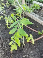 Garten 2021 (1404).jpg