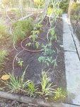 Garten 2021 (1412).jpg