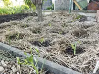 Garten 2021 (1433).webp
