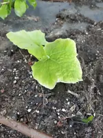 Garten 2021 (1448).jpg