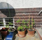 IMG_20210517_134908.jpg
