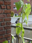 P1030561Amselhähnchen hällt Wache.JPG