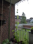 P1030562Feuerbohnen.JPG