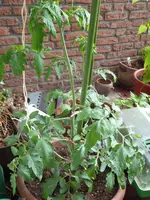 P1030563Schwarze von der Krim.webp