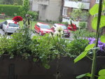 P1030566Ranunkeln und Glockenblumen.JPG