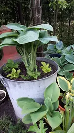 20210518_064613.jpg