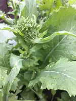 Cima di Rapa.webp