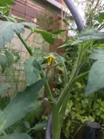Tomatenblüte.webp