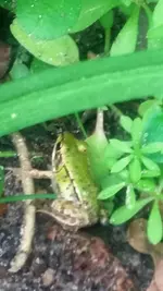Froschkind.webp