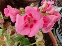 c089.webp