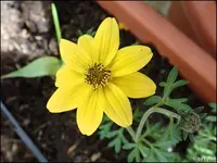 c091.webp