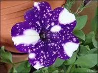 c093.webp