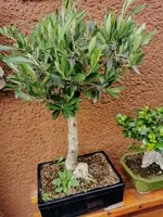 IMG_20200625_174640.webp