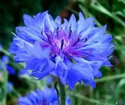 Kornblume.webp