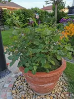IMG_20210518_193016 (1).webp