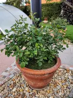 IMG_20210518_193029.webp