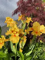 F275EC0F-C17F-49E6-96EC-16612B89ADAD.jpeg