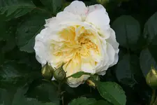 Rose The Pilgrim0516.webp