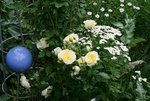 Rose The Pilgrim0817.JPG