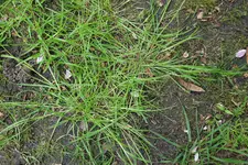 Trivialis uBö8.webp