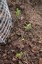 zuckerschoten.webp