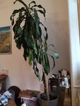 IMG_20210519_150507.jpg