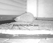 Forum Igel Terrassentüre Mädchen 2021_05_15 HVEU0095.webp