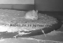 Forum Maus Terrassentüre Mädchen 2021_05_18 HVEU0224.webp