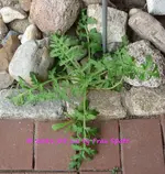 Forum Mohn Terrasse 2021_05_12 P1160942.webp