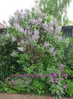 Forum Flieder lila Voliere 2021_05_12 P1160939.webp