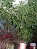 Tomaten-Ecke2.webp