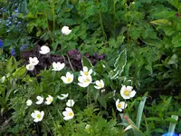 DSCN8558.JPG DSCN8558.JPG