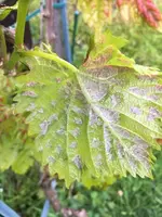 Weinrebe1.webp