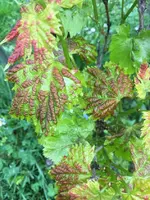 Weinrebe.webp