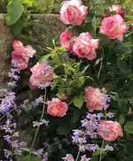 1BF7D384-1335-4505-96BD-0A59E9E8D975.webp