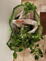 IMG_20210520_215809.webp