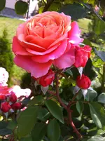 2016-07-12 11.07.16.webp