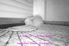 Forum  Igel 2021_05_18 HVEU0032.webp