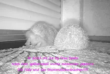 Forum  Igel 2021_05_18 HVEU0068.webp