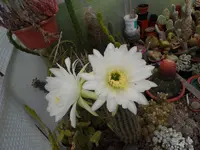 SAM_2440.webp