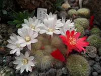 SAM_2442.webp