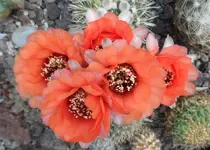 SAM_2449.webp