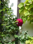 P1030599Kletterrose Thor.JPG